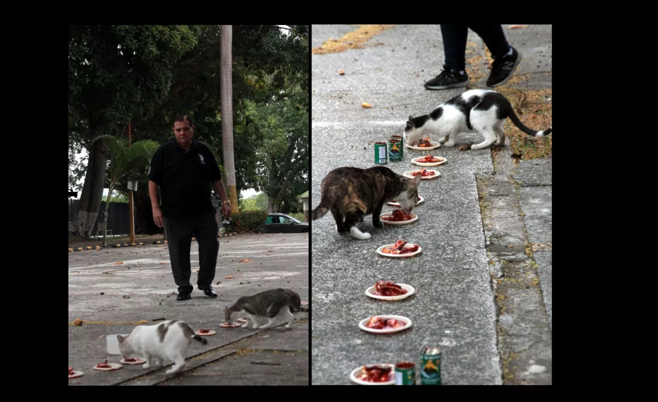 Hospital para mascotas, proyecto con el sello de Chello 