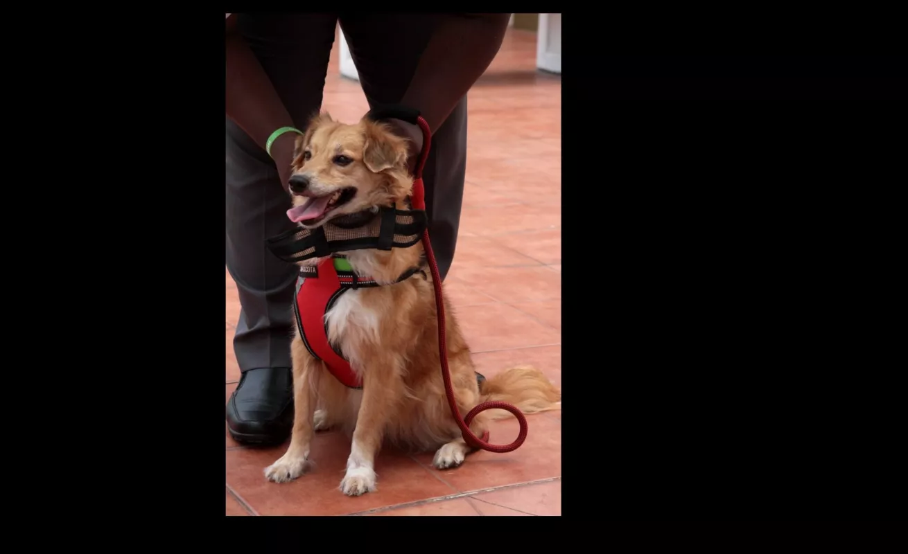 Hospital para mascotas, proyecto con el sello de Chello 
