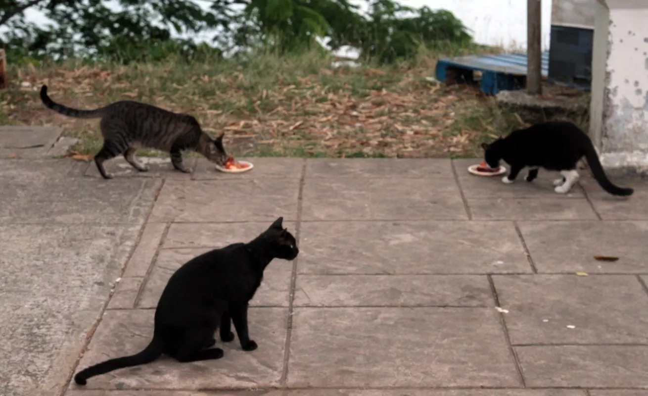 Hospital para mascotas, proyecto con el sello de Chello 