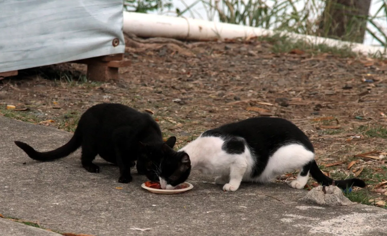 Hospital para mascotas, proyecto con el sello de Chello 