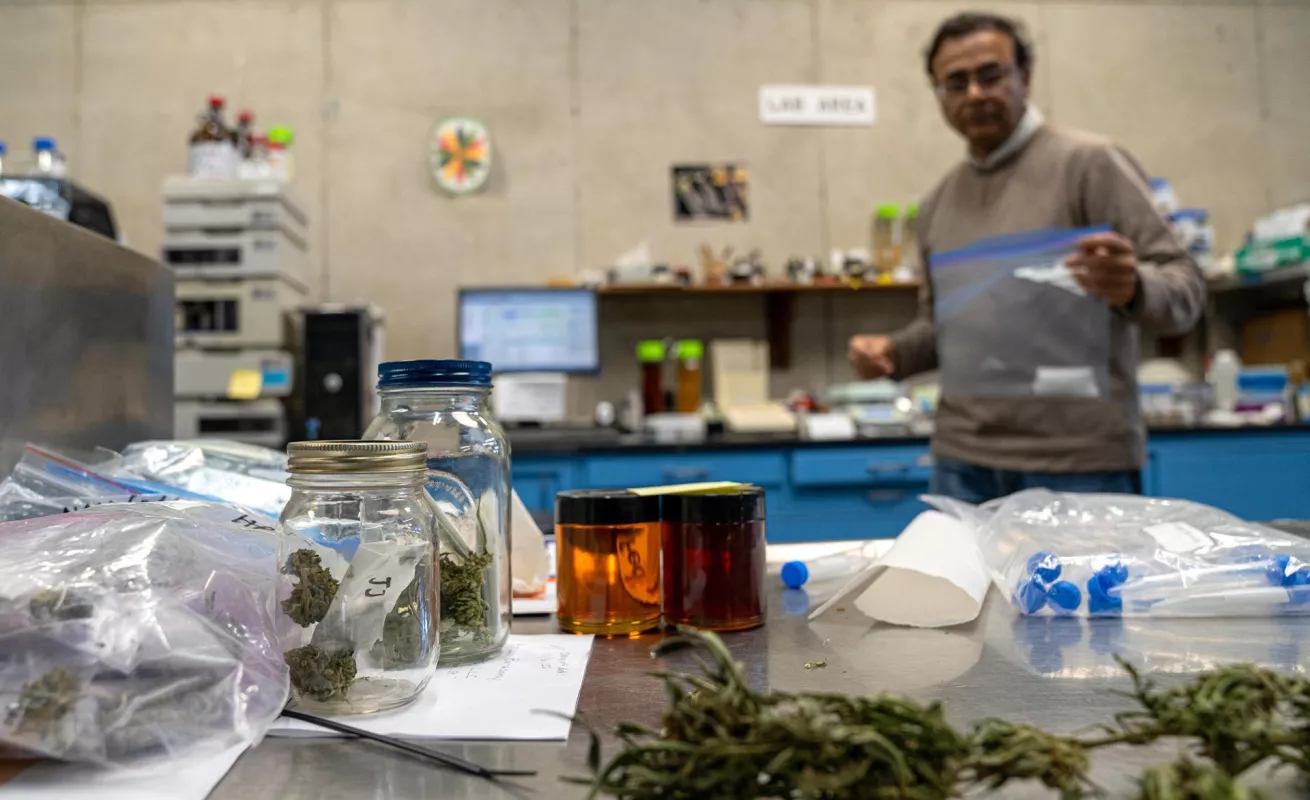 La primera cosecha de marihuana de Nueva York ya está lista para ser vendida