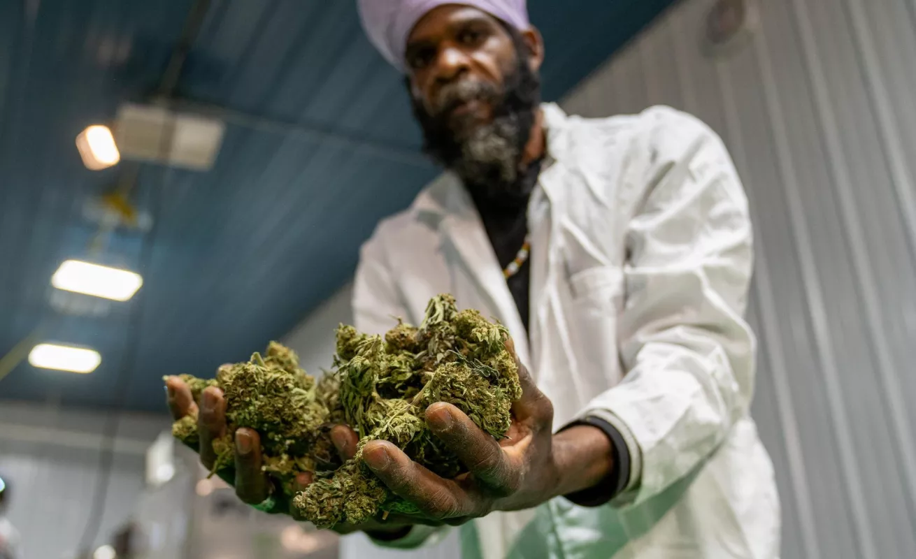 La primera cosecha de marihuana de Nueva York ya está lista para ser vendida