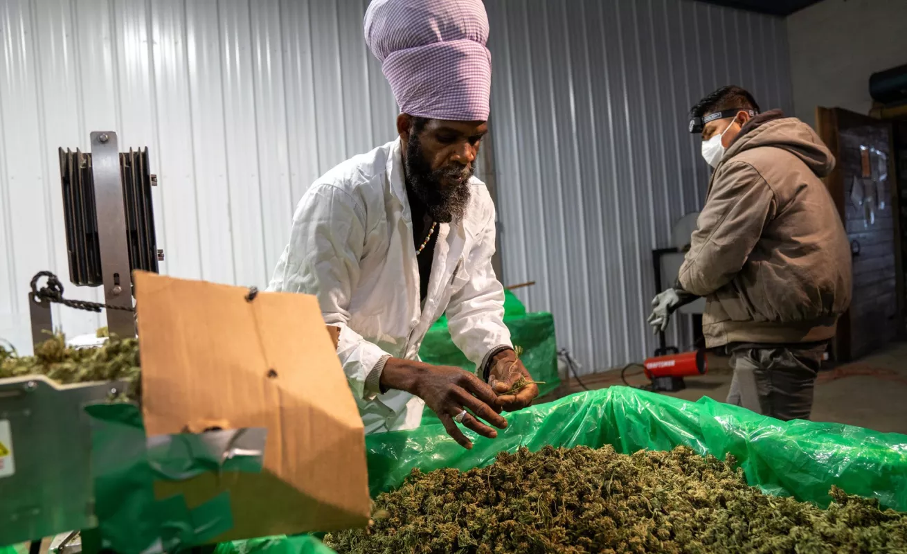 La primera cosecha de marihuana de Nueva York ya está lista para ser vendida