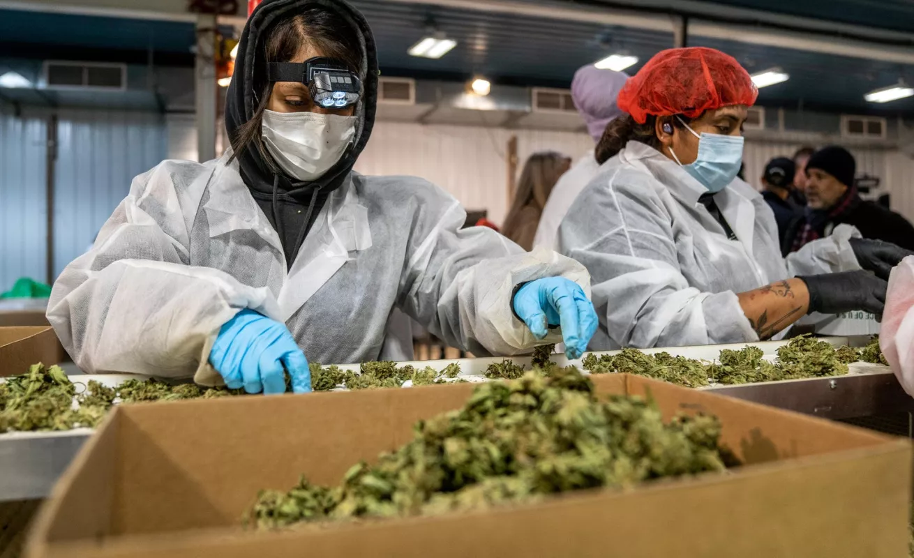 La primera cosecha de marihuana de Nueva York ya está lista para ser vendida