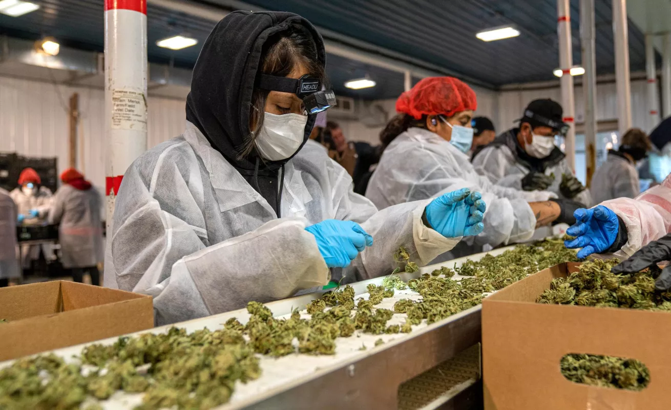 La primera cosecha de marihuana de Nueva York ya está lista para ser vendida
