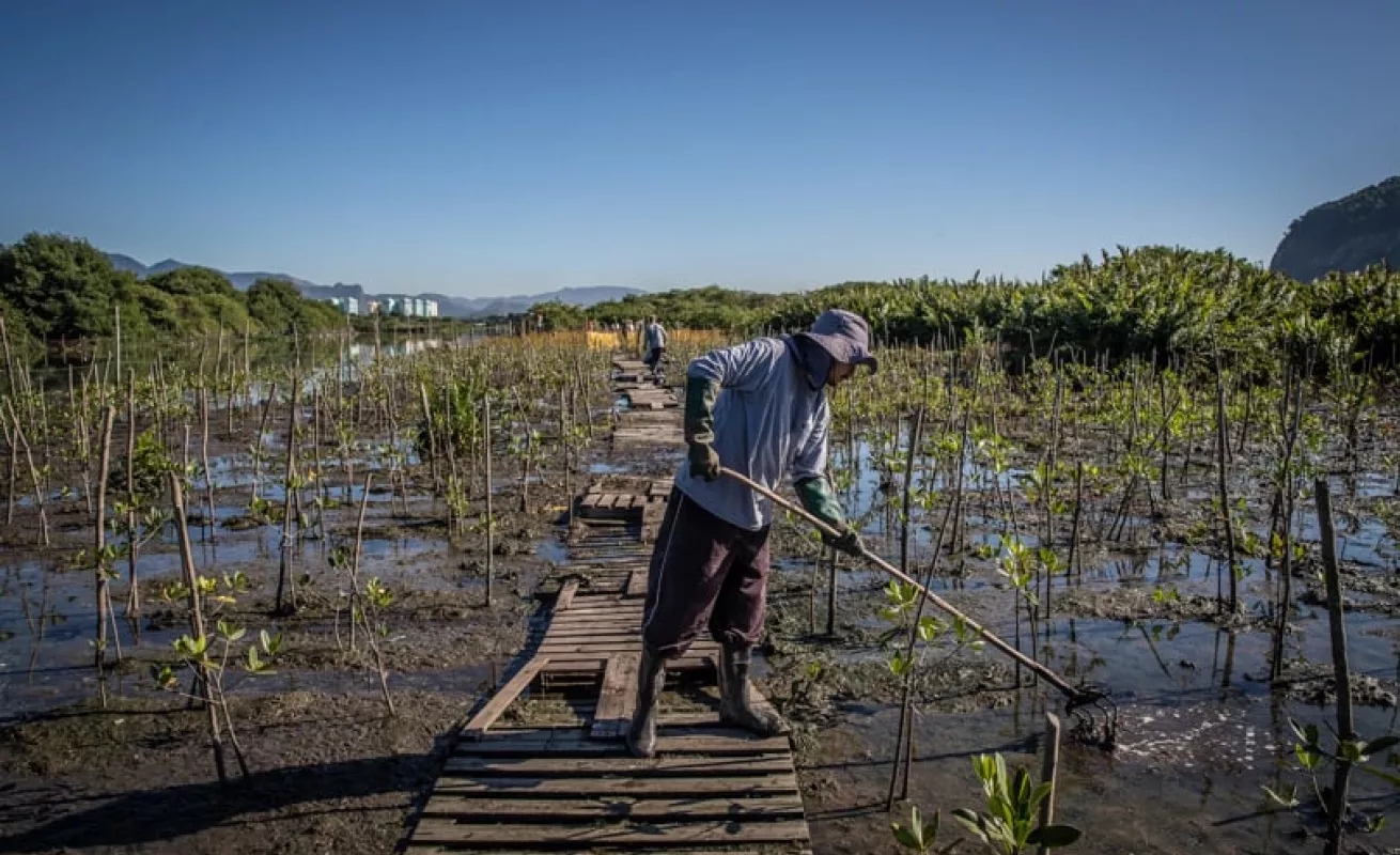 El regreso de los pelícanos rosados da esperanzas a las lagunas de Río de Janeiro (Fotos)