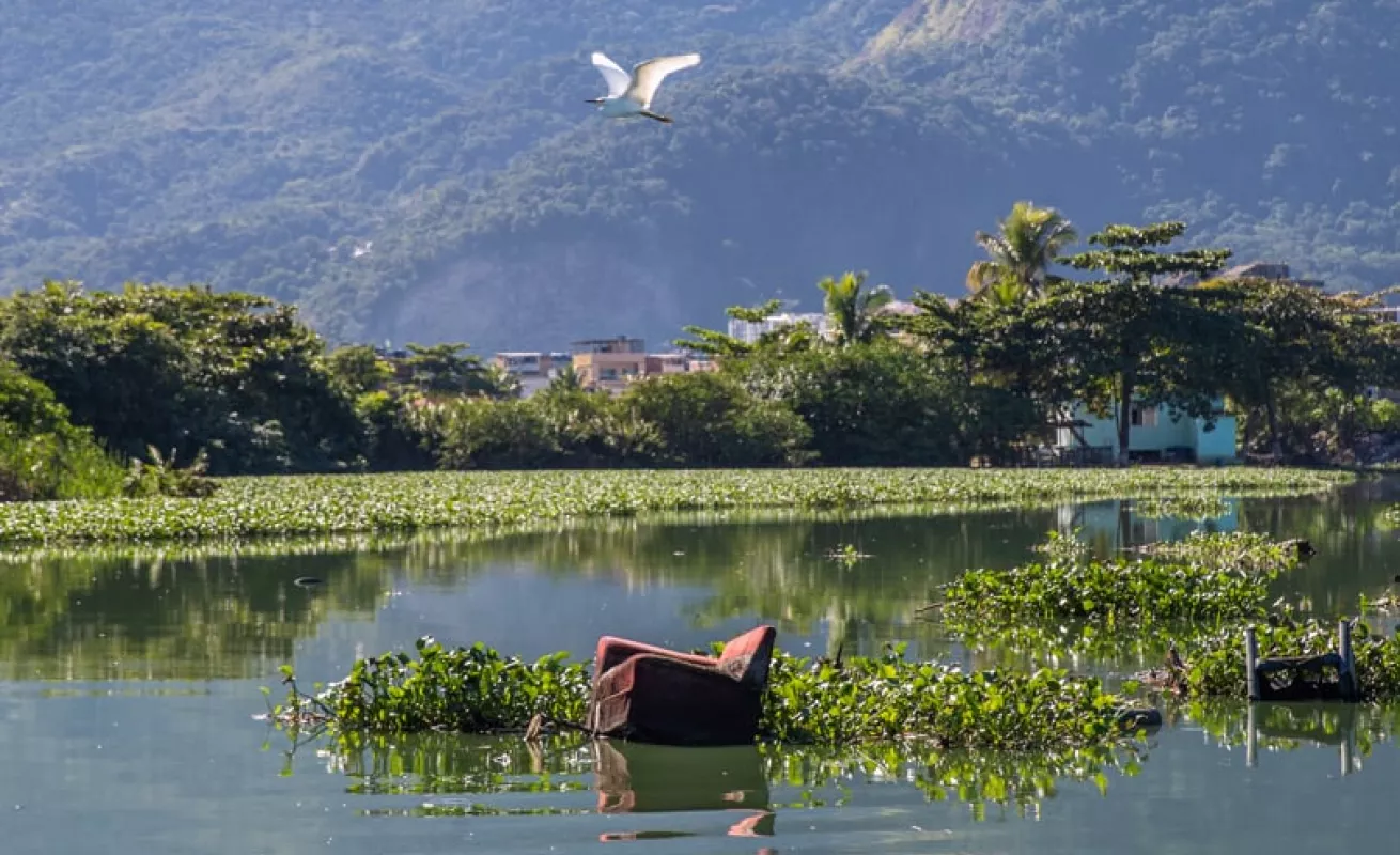 El regreso de los pelícanos rosados da esperanzas a las lagunas de Río de Janeiro (Fotos)