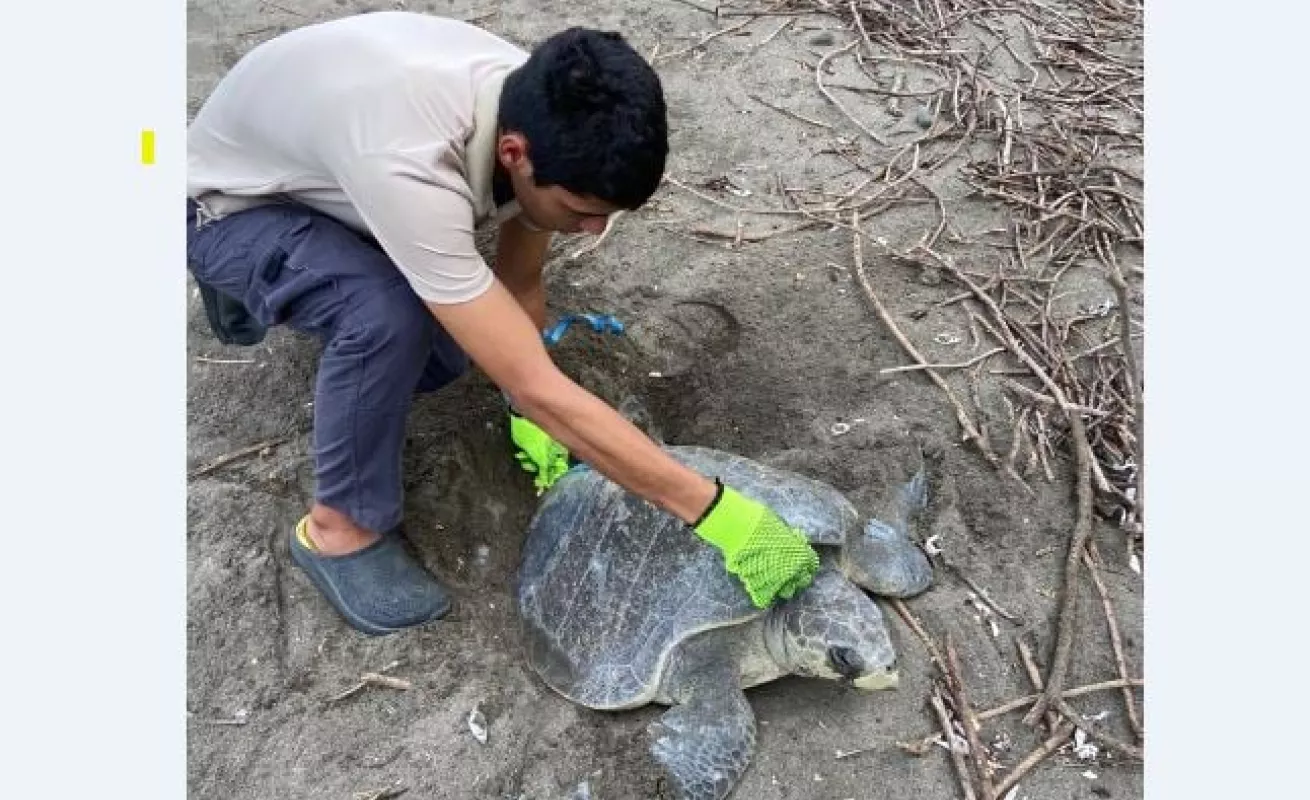 Llegan tortugas golfinas a Playa La Marinera de Los Santos
