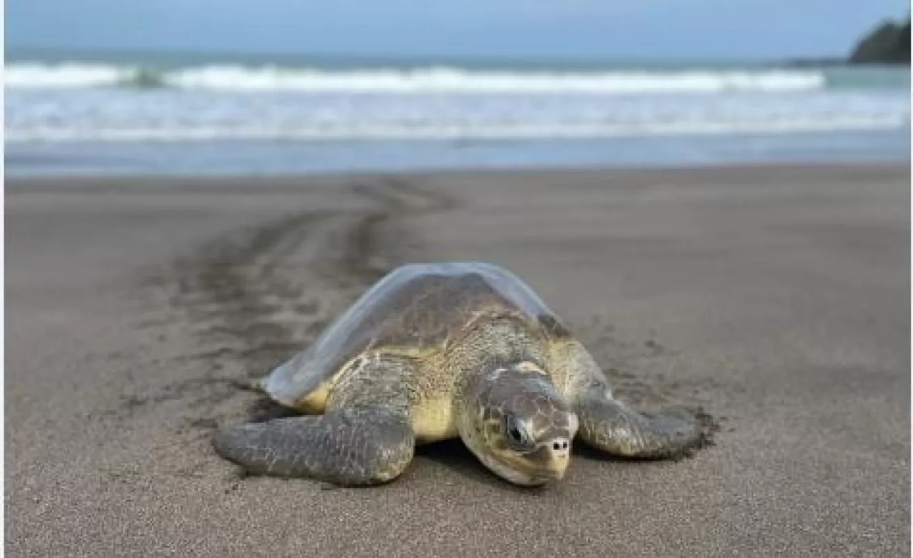 Llegan tortugas golfinas a Playa La Marinera de Los Santos